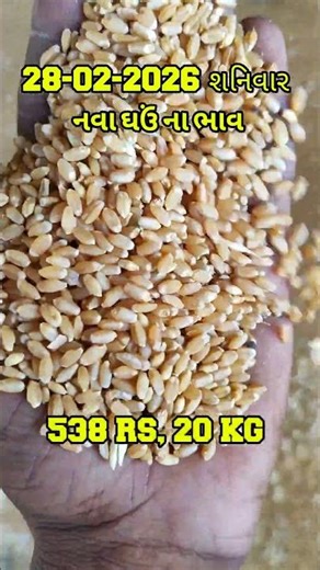 નવા ઘઉં ના ભાવ | #socialmediamarketing #socialmediatips #shorts #ytshorts