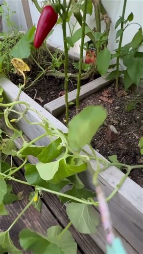 Backyard Lychee Harvest 🍒