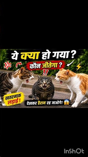 😂 3 Cats Funny Fight 🐱 | Wait For The Ending 😱 | Cat Comedy Video #shorts #viral