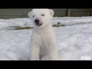 Toronto Zoo Polar Bear Cub Introduced to Snow for the First Time