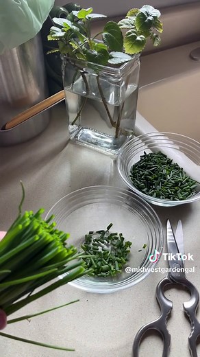 Using and preserving chives is SO easy! These perennial herbs come back every year. Just wash, dry and cut with kitchen shears or scissors. That’s it! Let them dry in a bowl on your counter. Once dry, store in a container or zipper bag. Yum! 😋 🌱 #cheaptricksgardening #herbs #gardening #preservingherbs #chives