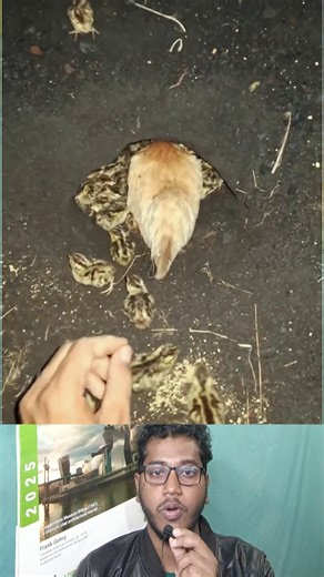 Hidden Bird Nest | বনের মধ্যে বন মুরগির গোপন বাসা আবিষ্কার 🐦🌳 #shorts #bird #forest #facts #viral