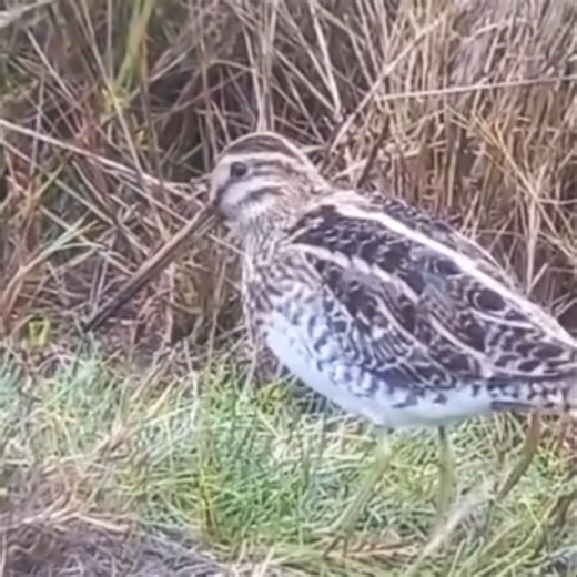 This beautiful snipe was spotted busily foraging for food by Ranger Tony at Sturt Pond near Lymington Keyhaven Marshes Nature Reserve, filmed through his telescope. You can see it gently probing the grass and mud with its flexible, sensitive bill to find worms, insects and tiny crustaceans 🦀🐛🪳 Calling snipes “brown” underestimates the beauty of their plumage: a stunning mix of black, gold and chestnut, perfectly patterned for camouflage, with a stripy head and short greenish-grey legs. They’r