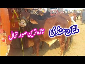 18K views · 1.4K reactions | Multan Cow Mandi Top Beautiful Qurbani Bulls Updates ｜｜ Sahiwal Cholistani Bulls For Qurbani 2024 | Farming Business TV | Facebook