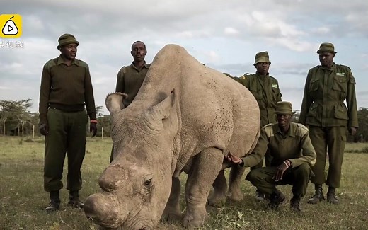 又一物种灭绝！唯一雄性北方白犀牛离世，魂归肯尼亚