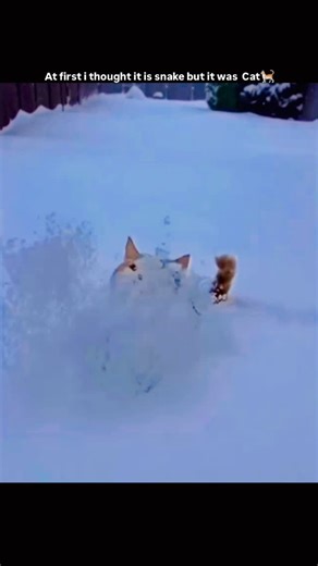 Clip Plix on Instagram: "A tabby cat is breaking the internet again — this time by pretending to be a snow serpent. In a 10-second clip posted by @JoyfullCat, the adorable feline is buried in fresh powder with only its head and tail popping out, moving just enough to create a hilarious snake-or-garden-eel illusion. Filmed in a quiet suburban backyard, the video racked up 12,000 likes and 280,000 views within 12 hours, as viewers kept replaying it for the unexpected double-take moment. Proof that