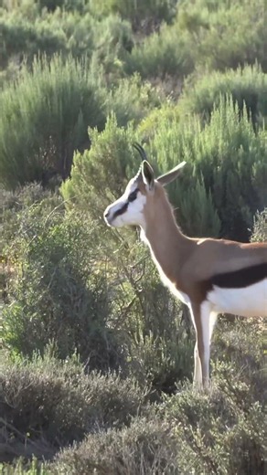 Springbok in the Savannah! 🦌