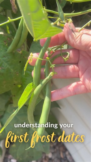 Wondering how your first frost will affect your garden? ❄️ Our resident Master Gardener, @fromdreamtoseed , is breaking it all down, from tender veggies like peppers, tomatoes, and beans to hardy favorites like kale, carrots, and turnips. Watch this video to learn which plants can tough it out and which ones need a little extra protection before temperatures drop. Not sure when to expect your first frost? Start by finding your planting zone using our free online resource here: https://kellogggar