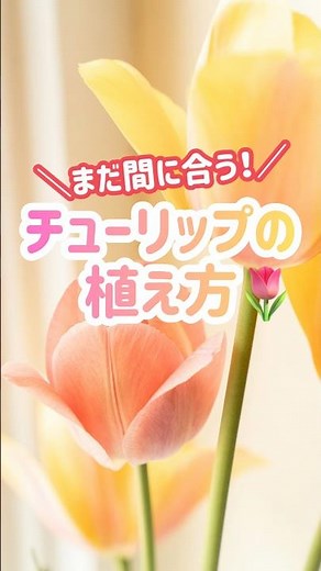 まだ間に合う！チューリップの植え方🌷11月でもOKなコツ#チューリップ #球根