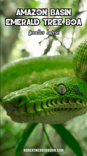 Amazon Basin Emerald Tree Boa (Corallus batesii)