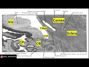 Irido-corneal angle Histology | Glaucoma Basics | Med Madness