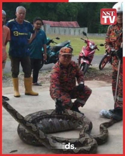 7-metre python captured after feasting on three goats in Kuala Krai