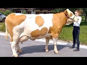 The Profitability Countdown: 6 Cattle Breeds That Master Both Beef and Dairy