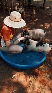 100K views · 4.9K reactions | Piggies attack #fypシ゚viralシ #fyp #fypシ #mattmathews #chickens #comedy #babychick #fluffy #farmlife #chicken #chickencoop #photo #horses #barrelracing #weddinginspiration #boudoir #farming #farmers #funnyposts #funnyreels #laughter #laughs #wtfmoments #wtfjusthappened #LOLmoments #funnyvideosdaily #storytelling #storytime #storyteller #ISaidWhatISaid #itiswhatitis #farminglife #goatsofinstagram #goatsoftiktok | Feel Better | Facebook