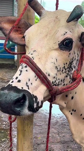 Cow mooing sound#animal sound#cattle Moo sound