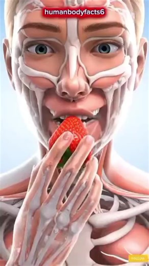 The Amazing Journey of Strawberry Inside the Body