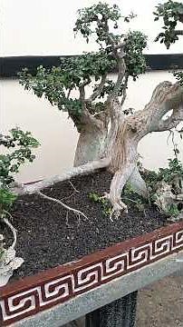 #bonsai# bonsai serut pembuatan ornamen dari PVC dgn topik perkampungan diantara dua bukit.