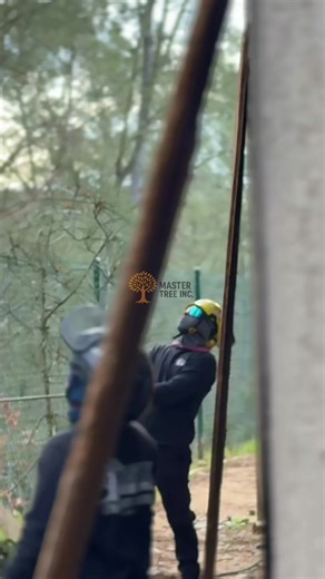 Real work, real results. At Master Tree, we take care of every tree with skill, responsibility, and passion for what we do. Professionals you can trust. 🌲✔️#TreeCare #MasterTree #TreeService #SafetyFirst