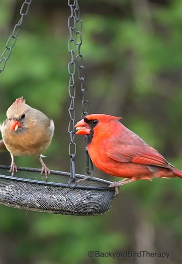 2025 Summer backyard: Northern cardinal couple. #birds #birdlovers #backyard