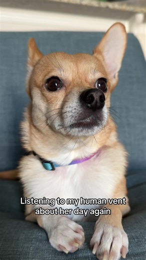 Lucy the Pomchi on TikTok