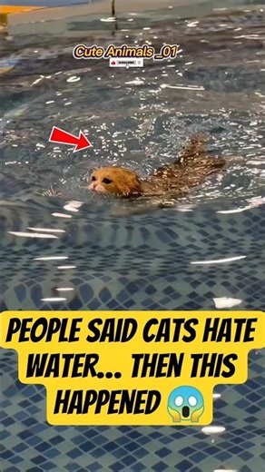 People Said Cats Hate Water… Then THIS Happened 😱 #trending #cat #viral #pets #shorts