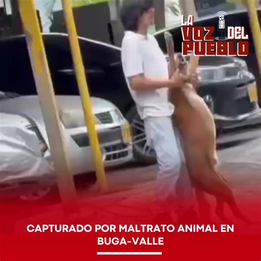 #Regional #Valle #buga #maltratoanimal 🔴CAPTURADO POR MALTRATO ANIMAL EN BUGA, VALLE. En un operativo adelantado por la Policía Nacional en el municipio de Buga, Valle del Cauca, fue capturado un hombre señalado de agredir brutalmente a un canino que permanecía atado de manera permanente a un poste en un parqueadero ubicado en la carrera 8 entre calles 6 y 7. El procedimiento fue liderado por el Mayor Juan David Carmona, comandante de la Estación de Policía de Buga, luego de que se conociera un