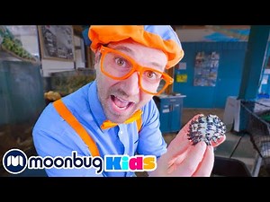 比利皮和海洋动物朋友们 | Meet the Ocean Friends ! ! | 兒童教育 | Moonbug Kids | ‪@BlippiMandarin‬