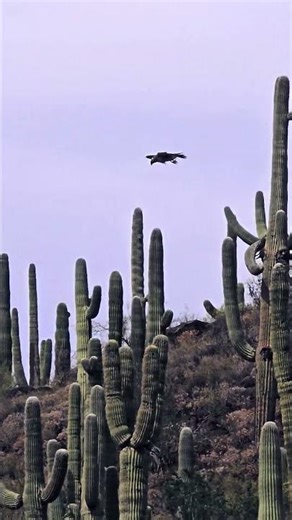 Red-tailed Hawk in action! 🌵 #nature #redtailedhawks #arizona #sonorandesert #wildlife #birds