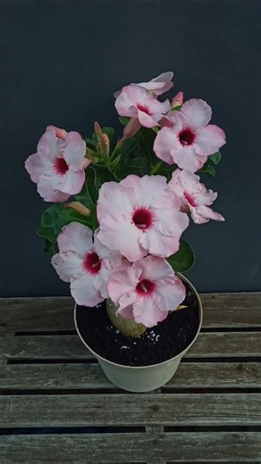 Collector Type Adenium 😍