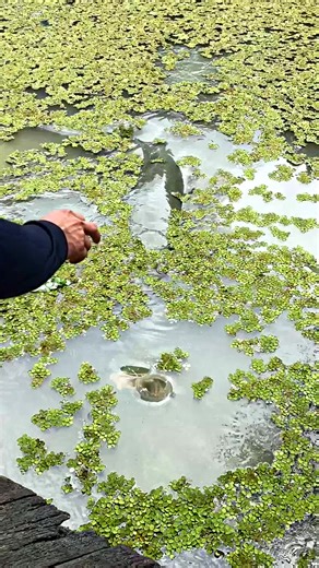 Discover the Amazon's Giant Carnivorous Fish: The Paiche