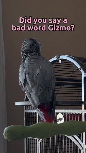 Gizmo the Parrot Cursing Incident | Angry African Grey Bird