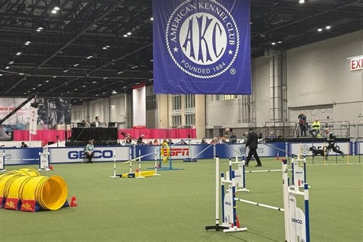 Meet the Winners of the 2025 AKC Agility Invitational