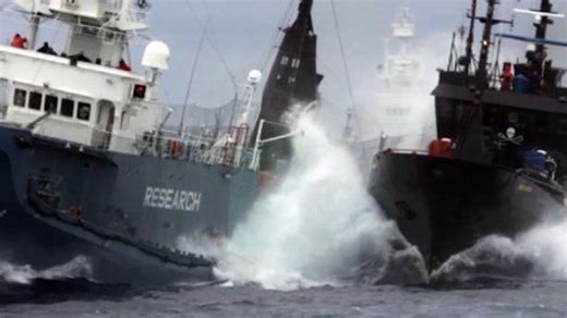 The violent whaling ship collision that shocked environmental activists