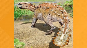 'It just looks crazy' | Newly discovered dinosaur species had unusual weapon tail