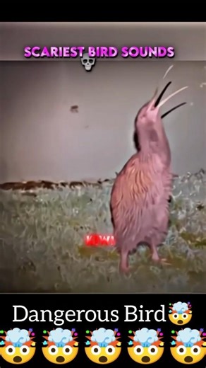 Birds with Human Voices? 🤯#trollface#audio#edit#shorts