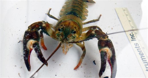 Invasive signal crayfish spotted in lake near Alexandria