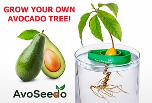 550K views · 6.8K shares | Finally it's easier to grow your own avocado tree. | Collective Evolution | Facebook