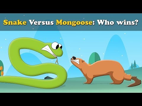 Snake vs Mongoose, who wins? + more videos | #aumsum #kids #science #education #children