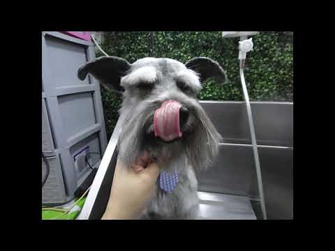 how to trim a schnauzer face. in detail