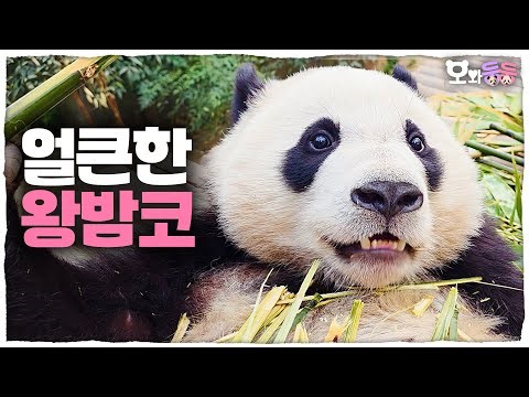 [Doongdoong with Oh] Ep.33 Spicy Hui Gives Off Dad Vibes! Pandas Obsessed with Bamboo🐼│Panda World