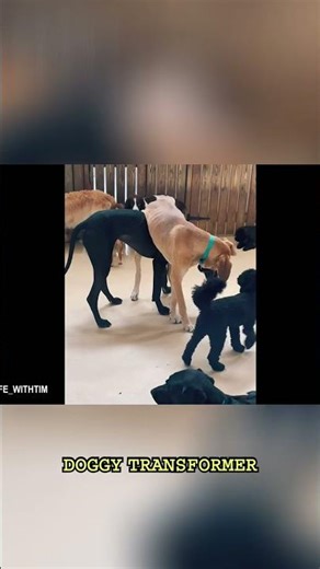 Cute Doggos React to #shorts