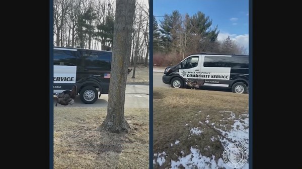 "Stop feeding wild turkeys": Rise in Appleton's turkey population causing public safety concerns