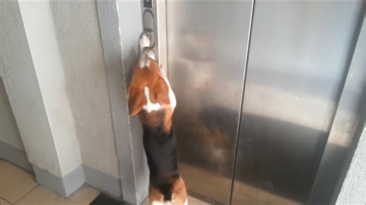 Smart beagle learns how to operate an elevator