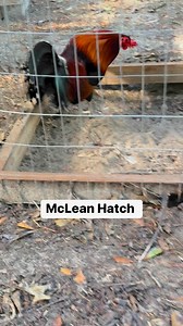Pure McLean Hatch | Kenzie Gamefowl Farm