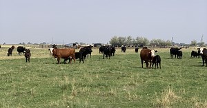 Old West crime of livestock rustling appears to be increasing in Utah