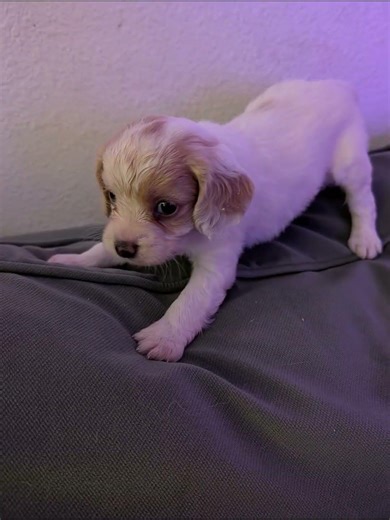 Cute Cavapoo Puppies Growing Up #cavapoo #cavapoopuppy #cavapoopuppies #cutepuppies