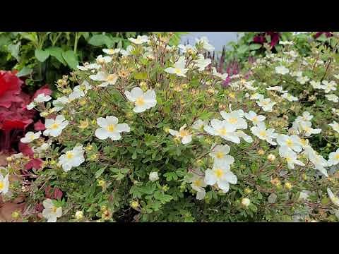 Happy Face® White Potentilla (Sweet Cinquefoil) // LONG BLOOMING, Hardy, EASY to GROW Dwarf Shrub.