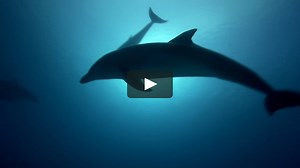 The Dolphin Dreams - A dolphin meditation/relaxation session