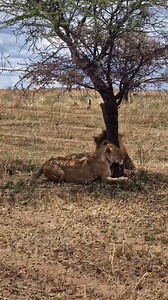 She's not in the mood. 🦁 Follow me Sightings by Phil for daily wildlife clips. 🙏 | Sightings by Phil