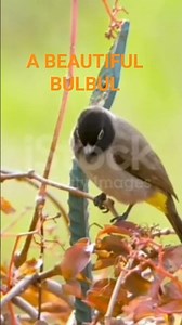 A CUTE BULBUL IN THE WOLD EATING FRUITS🍍🍎🍓🍇 & SINGING#wildlife 🐤#shortvideo